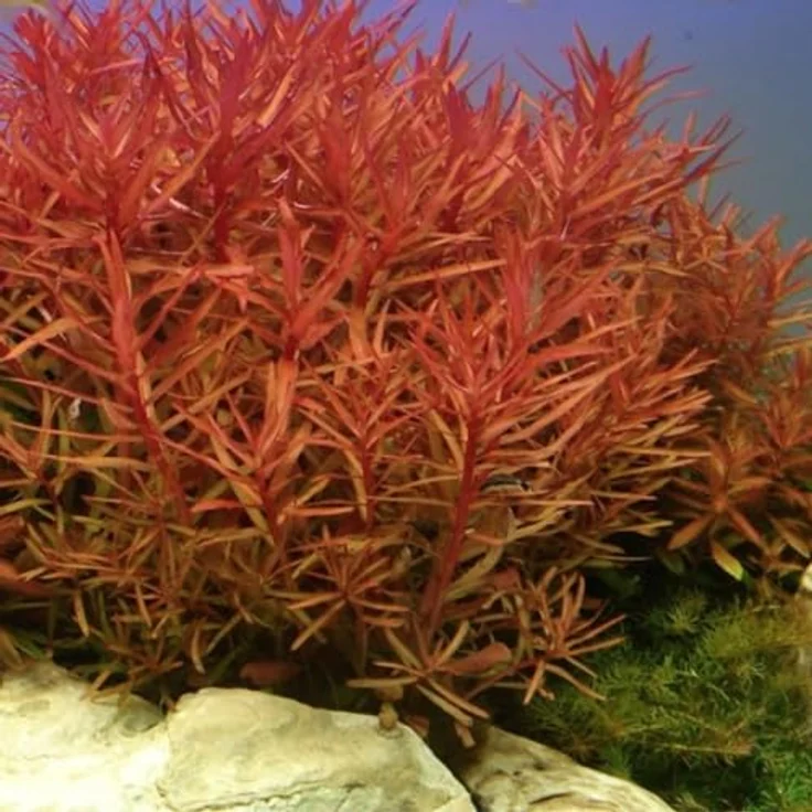 AquaOne 5x Wasserpflanzen Set für Aquarien, Hintergrundpflanzen mit Ammannia, Echinodorus, Bacopa, Hygrophila und Pogostemon – Bild 5