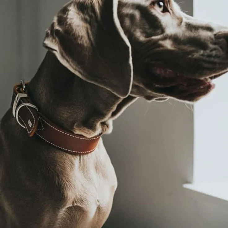 Hunter Hunde-Halsband Aalborg Special cognac S-M – Bild 6