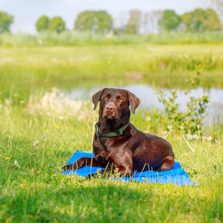 Nobby Kühlmatte für Hunde, Gelfüllung zur Körpertemperaturregulierung, einfache Reinigung, funktioniert ohne Wasser, kühlt mehrere Stunden – Bild 5