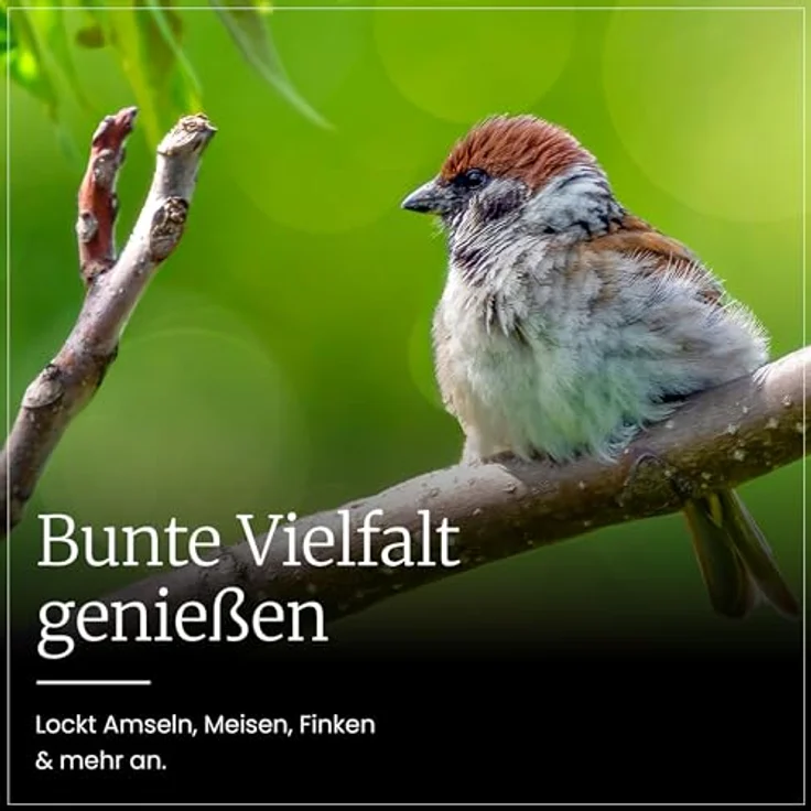 Erdtmann's Streufutter 10 kg, Vogelfutter mit Weizen, Sonnenblumenkernen und Erdnüssen для Singvögel – Bild 6