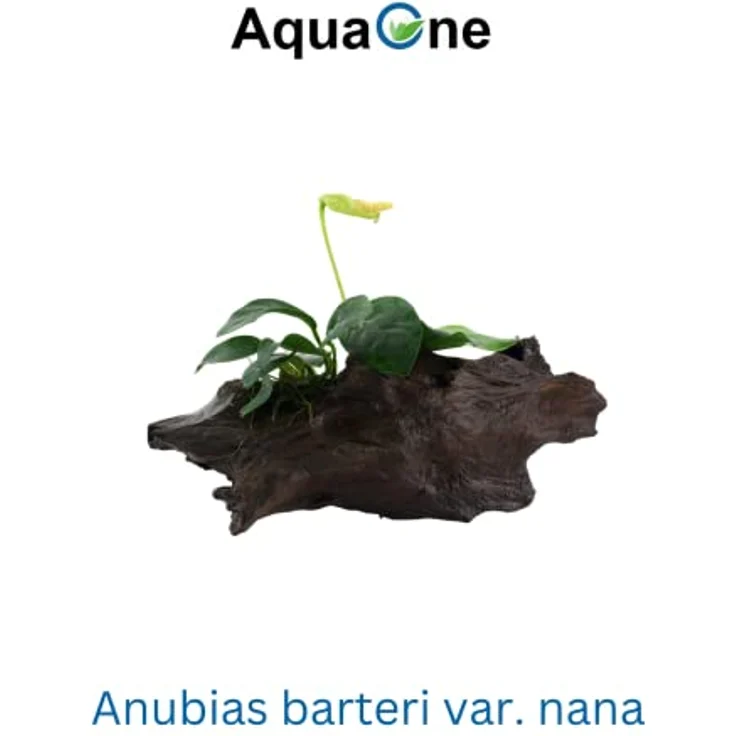 AquaOne Aquarium Pflanzen Set Mix, 2x Wasserpflanzen auf Wurzel - Anubias barteri var. nana & Vesicularia montagnei 'Christmas' für Aquarien-Dekoration – Bild 4