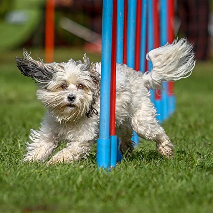 Relaxdays Dog Agility Wippe, Trainingsgerät für große & kleine Hunde mit rutschfester Gummibeschichtung, bunt, 54 x 180 x 30 cm – Bild 3