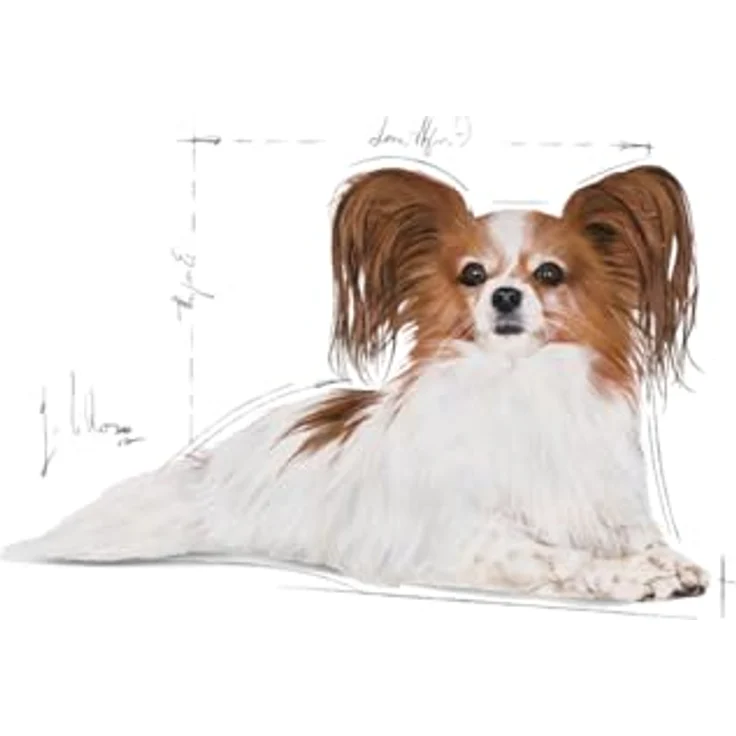 ROYAL CANIN X-Small Ageing 12+, Hundefutter für kleine Hunde ab 12 Jahren, 1,5 kg – Bild 4
