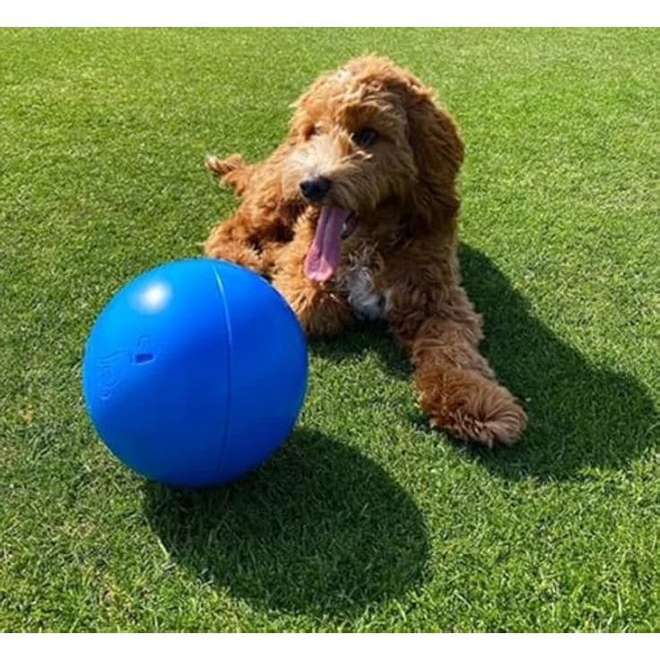 Company of Animals BOOMER BALL – Fast unzerstörbarer Hundeball, schwimmfähig, ideal für energiegeladene Hunde, Größe 20cm, Blau oder Rot – Bild 2