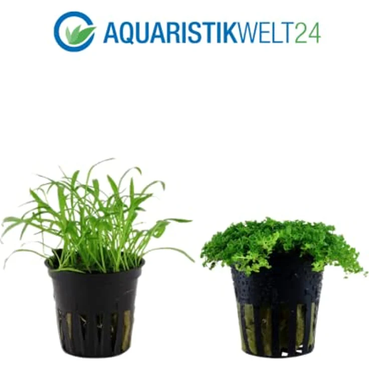 AquaOne Aquarium Pflanzen Set, 3 x Vordergrund Wasserpflanzen - Lilaeopsis brasiliensis, Alternanthera reineckii Rosanervig, Hemianthus callitrichoides – Bild 3