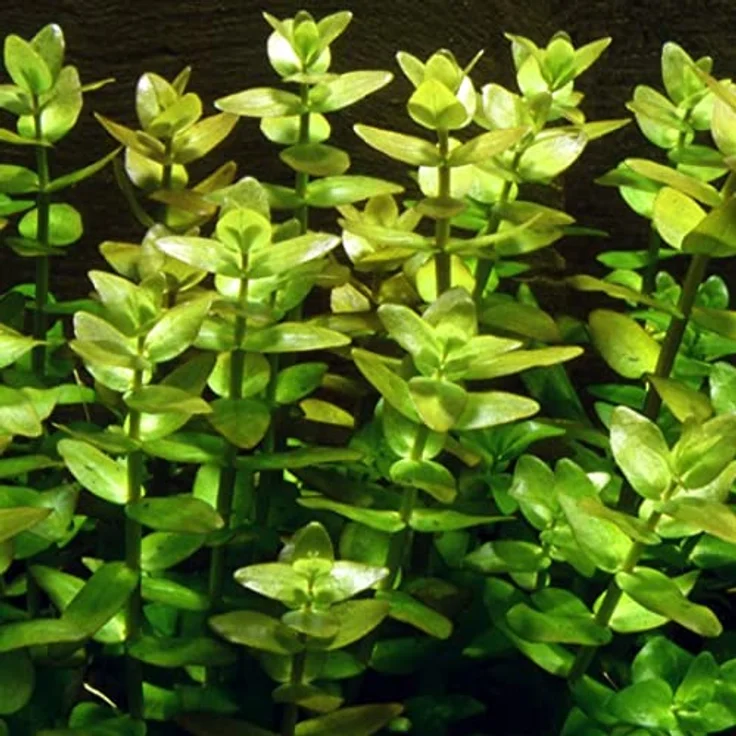 AquaOne Bacopa caroliniana Aquarium Pflanze, 3 Stück voll durchwurzelt, pflegeleicht für Aquascaping, Höhe 20-30 cm – Bild 2
