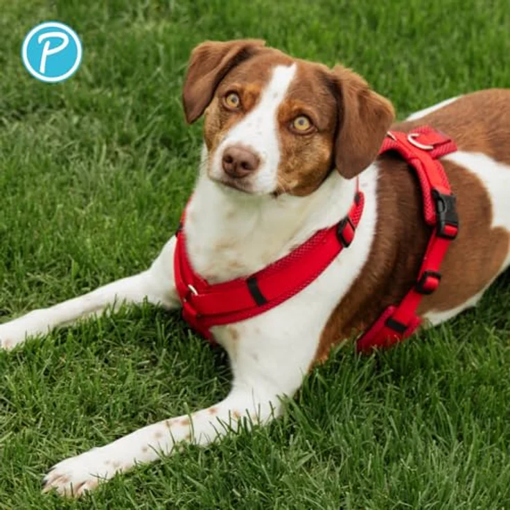 Petlando Hundegeschirr Y-Comfort, gepolstert, leicht & atmungsaktiv, stufenlos verstellbar, ergonomisch, für mittelgroße Hunde, Rot, M – Bild 5