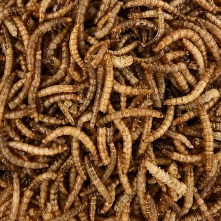 Orni Mehlwürmer getrocknet 500g, Premium Insektenfutter für Wildvögel, Igel, Fische & Eichhörnchen, 100% naturbelassen, ohne Zusatzstoffe – Bild 3