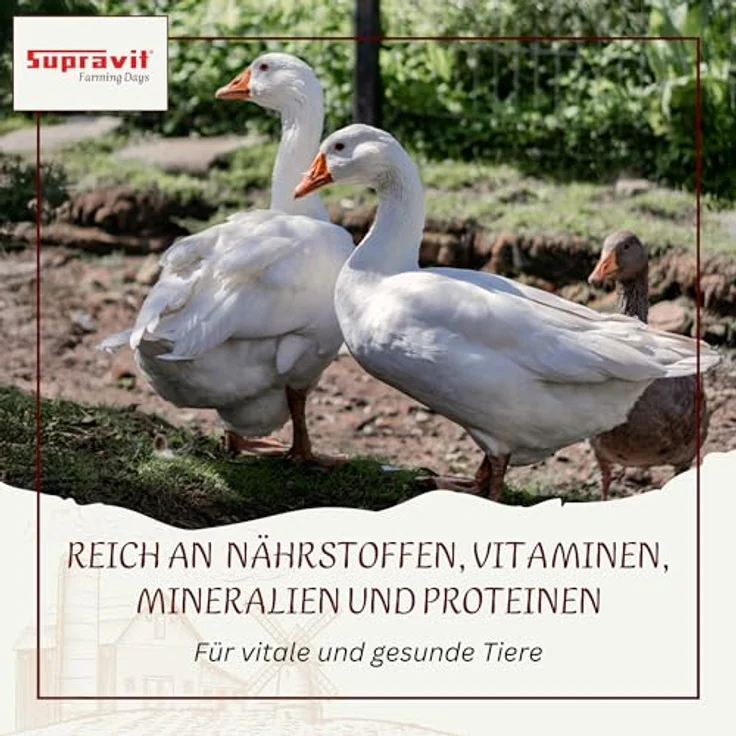 Supravit Weizen Futterweizen 5kg, regionales Futtergetreide, energie- und nährstoffreich, staubfrei und schonend verarbeitet für Tauben, Vögel, Wildvögel, Nager & Geflügel – Bild 4