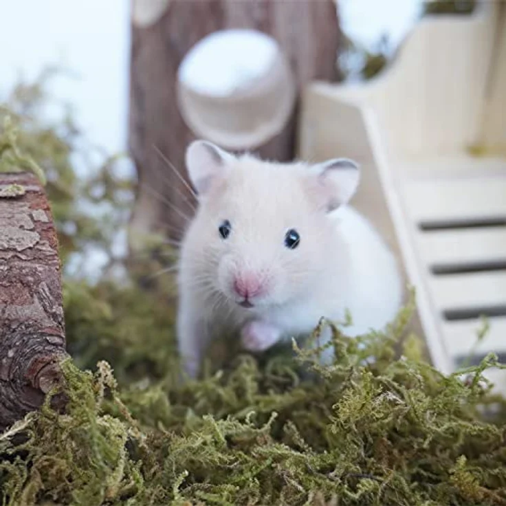 Begeterday 150g natürliches Waldmoos für Hamsterkäfige, weich und geruchsabsorbierend, ideal für Kleintiere und Reptilien – Bild 2